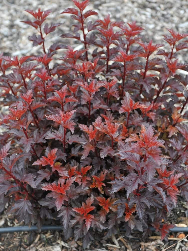 Physocarpus opulifolius 'Little Devil' ®, Blasenspiere, Fasanenspiere 'Little Devil' ® im Onlineshop der Bohlken Baumschulen