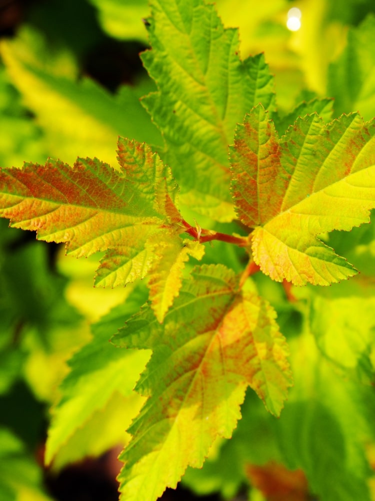 Physocarpus opulifolius 'Magic Ball' ®, Blasenspiere, Fasanenspiere 'Magic Ball' ® im Onlineshop der Bohlken Baumschulen