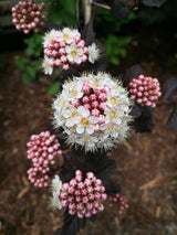 Physocarpus opulifolius 'Panther'®, Blasenspiere, Fasanenspiere 'Panther'® im Onlineshop der Bohlken Baumschulen