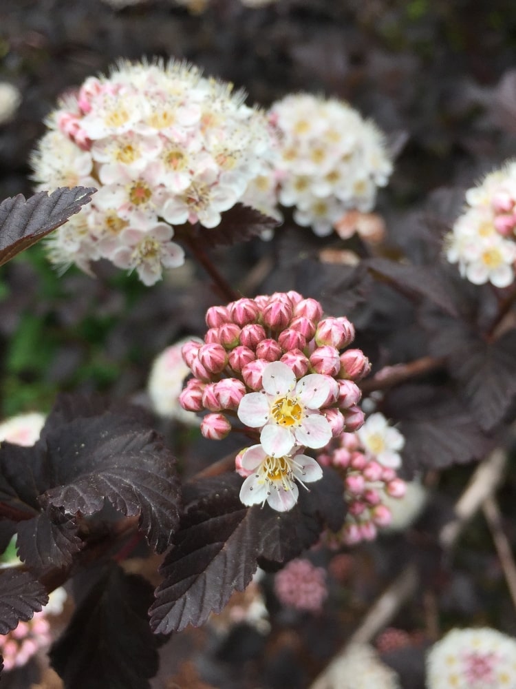 Physocarpus opulifolius 'Panther'®, Blasenspiere, Fasanenspiere 'Panther'® im Onlineshop der Bohlken Baumschulen