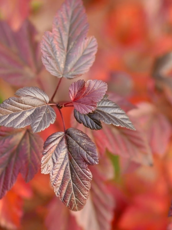 Physocarpus opulifolius 'Red Baron', Blasenspiere, Fasanenspiere 'Red Baron' im Onlineshop der Bohlken Baumschulen