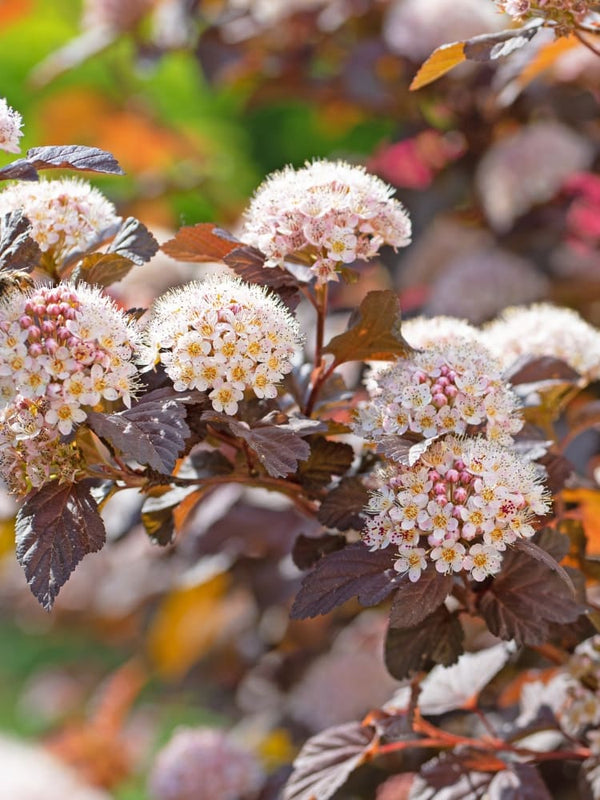 Physocarpus opulifolius 'Red Baron', Blasenspiere, Fasanenspiere 'Red Baron' im Onlineshop der Bohlken Baumschulen