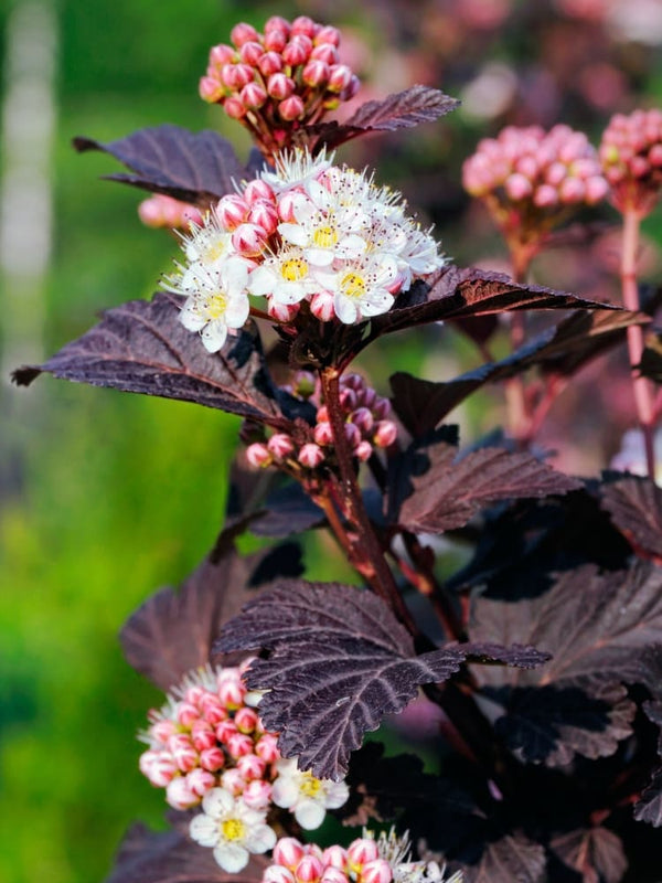 Physocarpus opulifolius 'Summer Wine' ®, Blasenspiere, Fasanenspiere 'Summer Wine' ® im Onlineshop der Bohlken Baumschulen