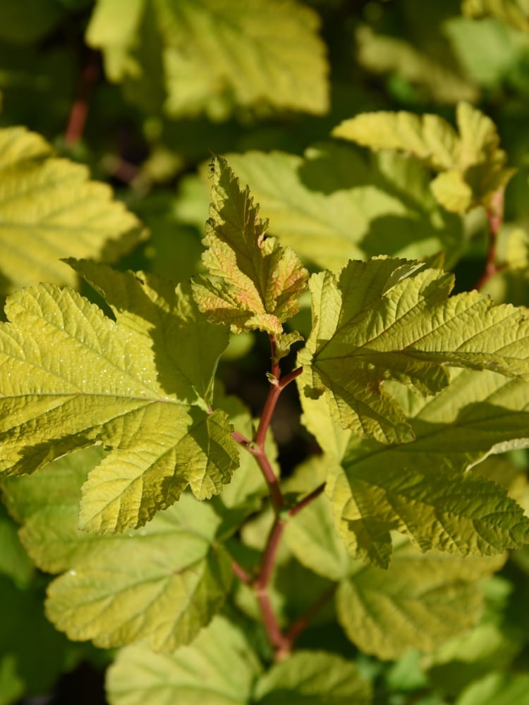 Physocarpus opulifolius 'Tiny Wine Gold' ®, Blasenspiere, Fasanenspiere 'Tiny Wine Gold' ® im Onlineshop der Bohlken Baumschulen