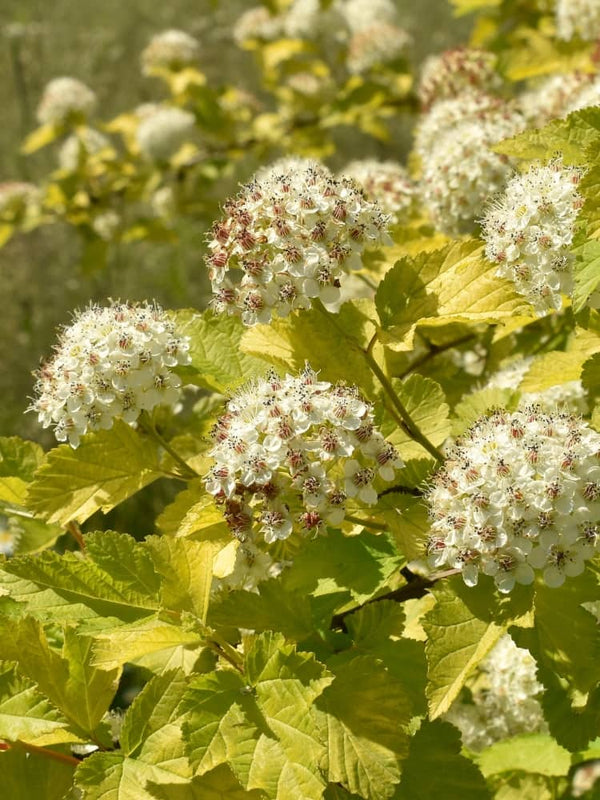 Physocarpus opulifolius 'Tiny Wine Gold' ®, Blasenspiere, Fasanenspiere 'Tiny Wine Gold' ® im Onlineshop der Bohlken Baumschulen