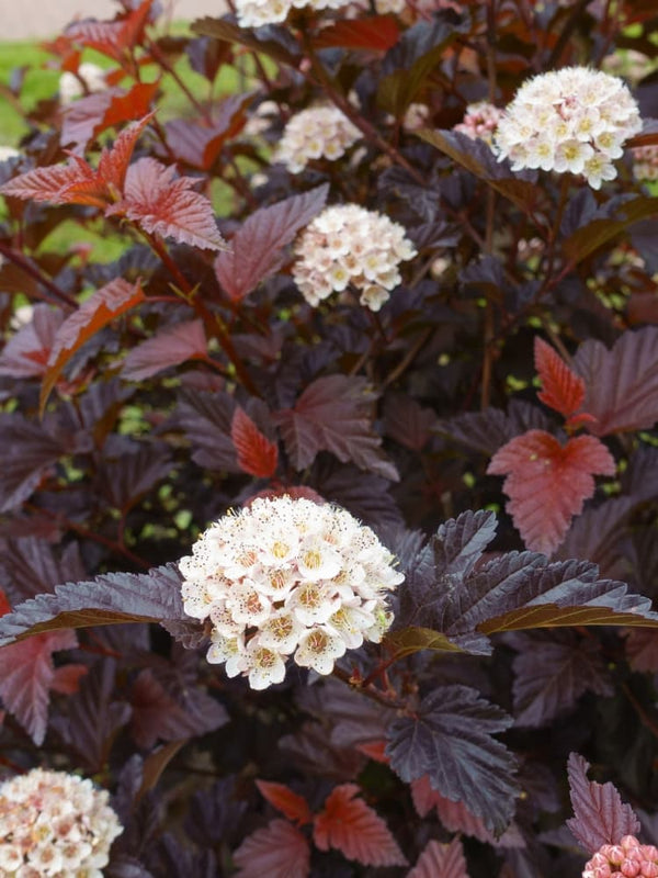 Physocarpus opulifolius 'Tiny Wine' ®, Blasenspiere, Fasanenspiere 'Tiny Wine' ® im Onlineshop der Bohlken Baumschulen