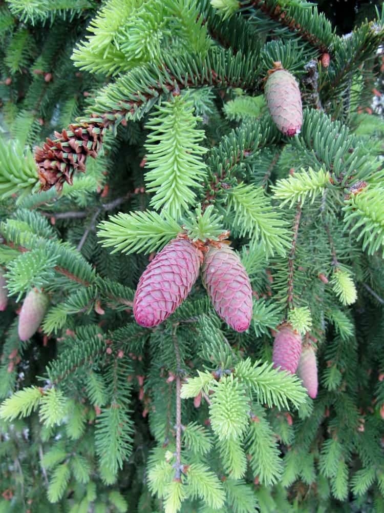 Picea abies 'Acrocona', Zapfen-Fichte 'Acrocona' im Onlineshop der Bohlken Baumschulen