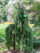 Picea abies 'Inversa', Trauer-Hängefichte 'Inversa' im Onlineshop der Bohlken Baumschulen