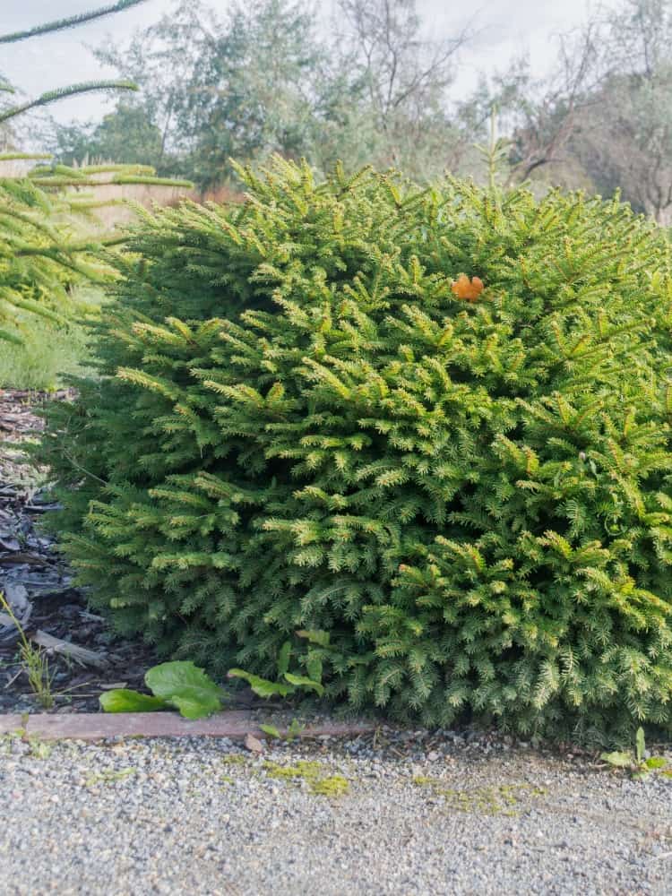Picea abies 'Little Gem', Nestfichte 'Little Gem' im Onlineshop der Bohlken Baumschulen