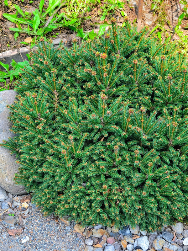 Picea abies 'Nidiformis', Nestfichte 'Nidiformis' im Onlineshop der Bohlken Baumschulen