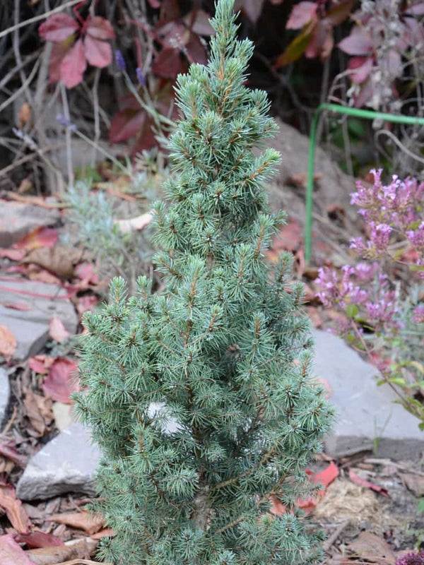 Picea glauca 'Biesenthaler Frühling', Zuckerhutfichte 'Biesenthaler Frühling' im Onlineshop der Bohlken Baumschulen