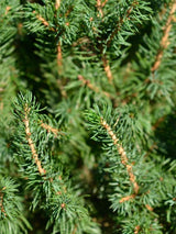 Picea glauca 'Conica Perfecta', Zwerg-Zuckerhutfichte 'Conica Perfecta' im Onlineshop der Bohlken Baumschulen