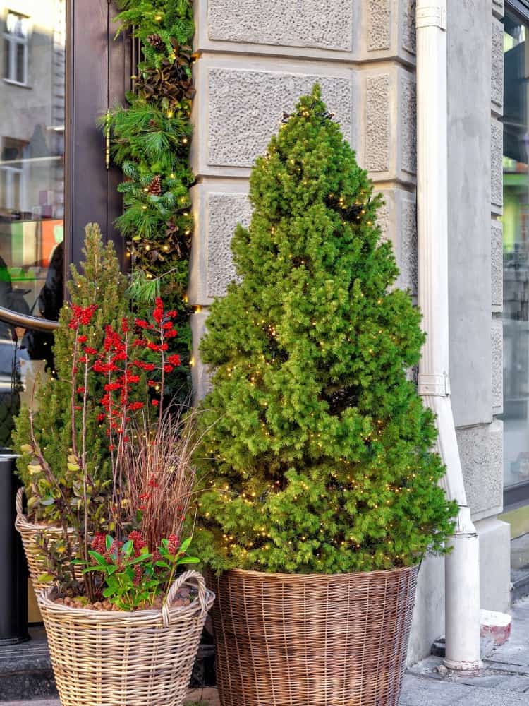 Picea glauca 'Conica Perfecta', Zwerg-Zuckerhutfichte 'Conica Perfecta' im Onlineshop der Bohlken Baumschulen