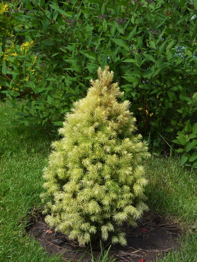 Picea glauca 'Daisy White', Zwerg-Zuckerhutfichte 'Daisy's White' im Onlineshop der Bohlken Baumschulen