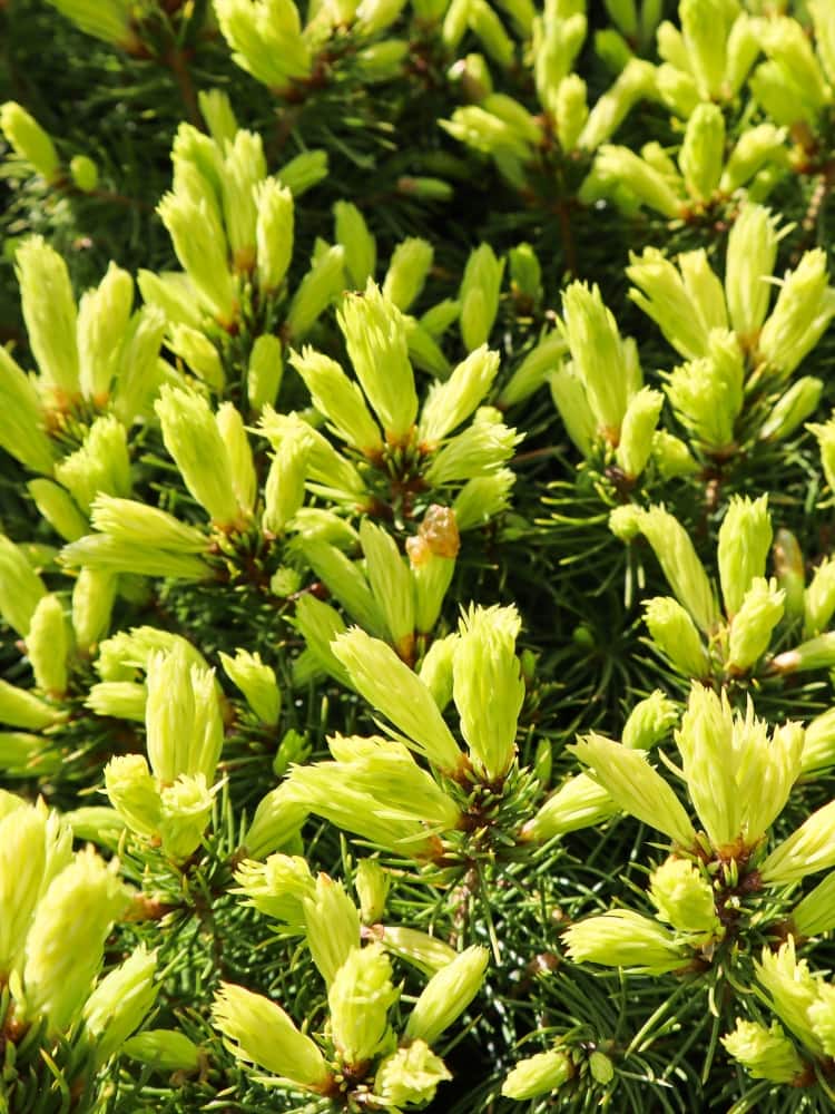 Picea glauca 'Rainbow´s End', Zuckerhutfichte 'Rainbow´s End' im Onlineshop der Bohlken Baumschulen