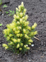 Picea glauca 'Rainbow´s End', Zuckerhutfichte 'Rainbow´s End' im Onlineshop der Bohlken Baumschulen