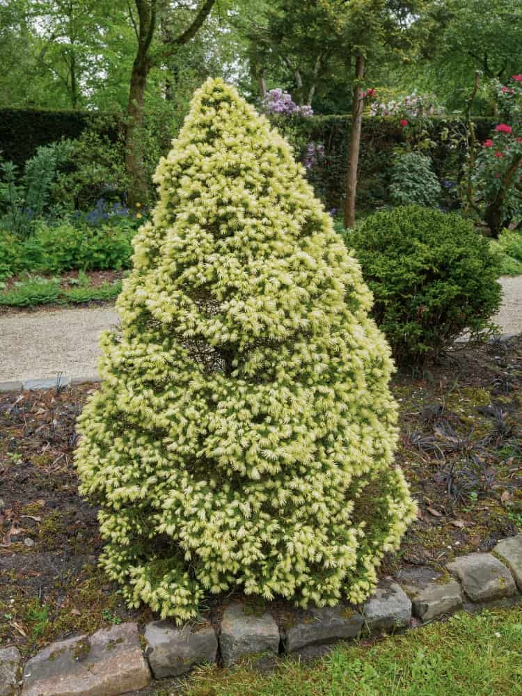 Picea glauca 'Sun of the Sky' ®, Zuckerhutfichte 'Sun of the Sky' ® im Onlineshop der Bohlken Baumschulen