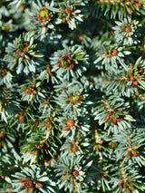 Picea omorika 'Kamenz', Serbische Zwergfichte 'Kamenz' im Onlineshop der Bohlken Baumschulen