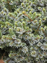 Picea omorika 'Kamenz', Serbische Zwergfichte 'Kamenz' im Onlineshop der Bohlken Baumschulen