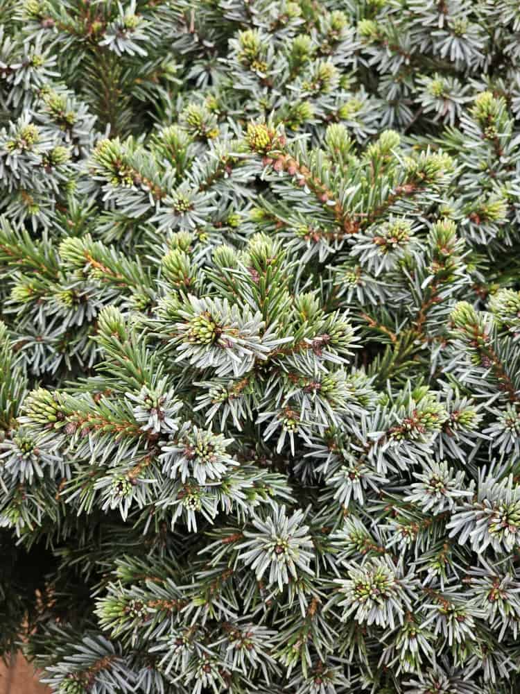 Picea omorika 'Kamenz', Serbische Zwergfichte 'Kamenz' im Onlineshop der Bohlken Baumschulen