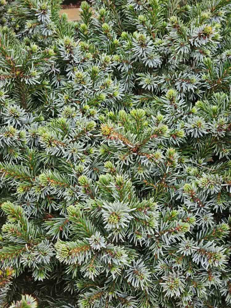 Picea omorika 'Kamenz', Serbische Zwergfichte 'Kamenz' im Onlineshop der Bohlken Baumschulen