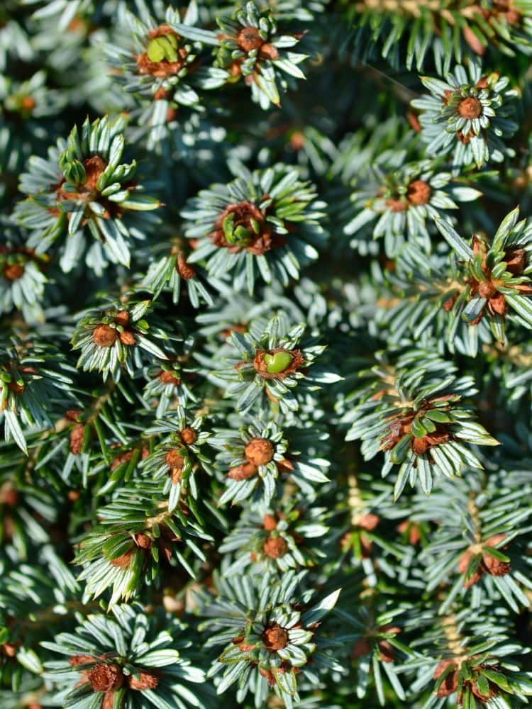 Picea omorika 'Kamenz', Serbische Zwergfichte 'Kamenz' im Onlineshop der Bohlken Baumschulen