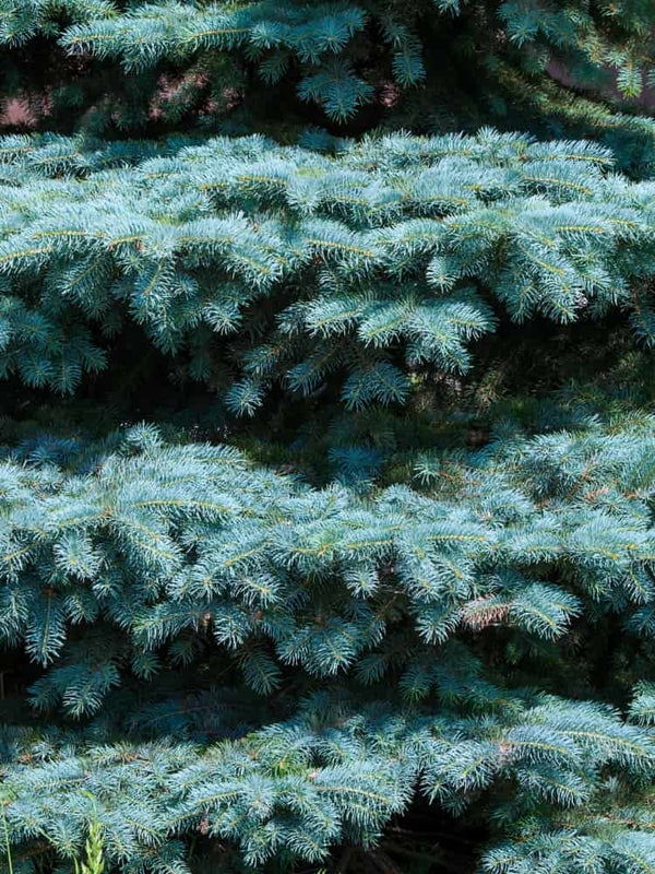 Picea pungens 'Blue Mountain', Blaue Stechfichte 'Blue Mountain' im Onlineshop der Bohlken Baumschulen