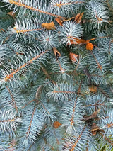 Picea pungens 'Edith', Blaufichte 'Edith' Weihnachtsbaum im Onlineshop der Bohlken Baumschulen