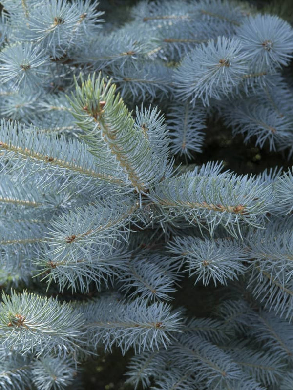 Picea pungens 'Edith', Blaufichte 'Edith' Weihnachtsbaum im Onlineshop der Bohlken Baumschulen