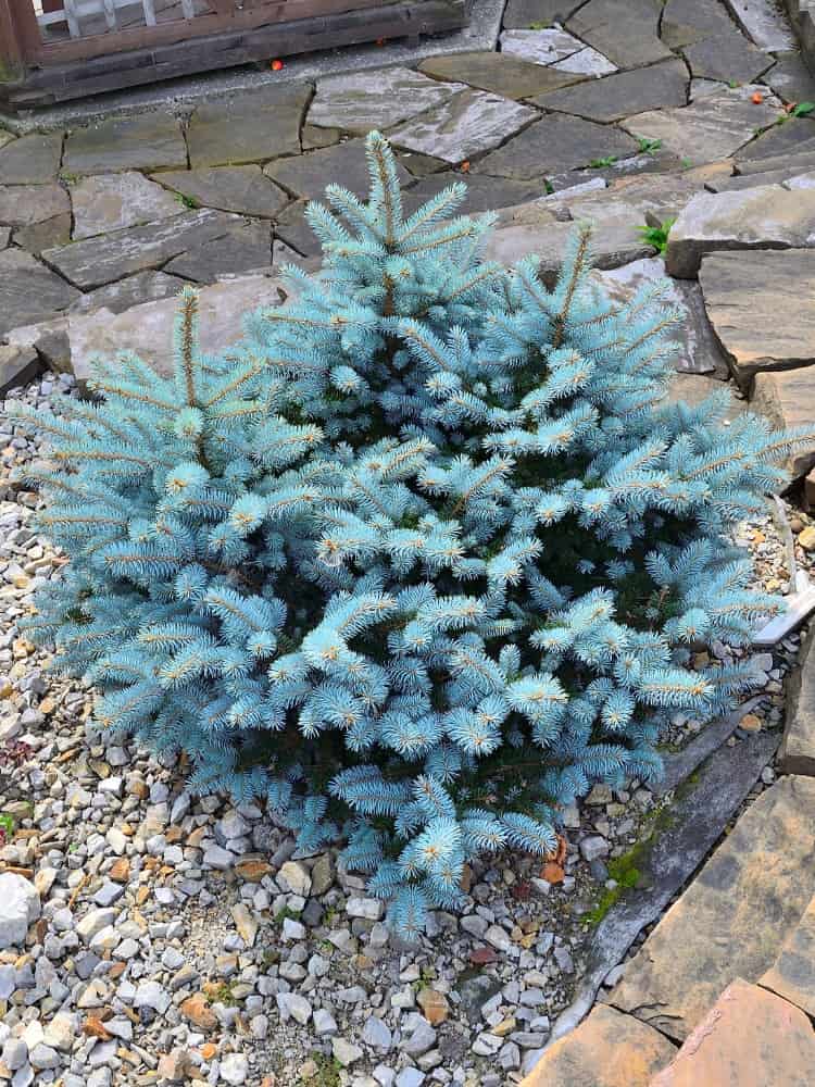 Picea pungens 'Glauca Globosa', Kleine Blaufichte 'Glauca Globosa' im Onlineshop der Bohlken Baumschulen