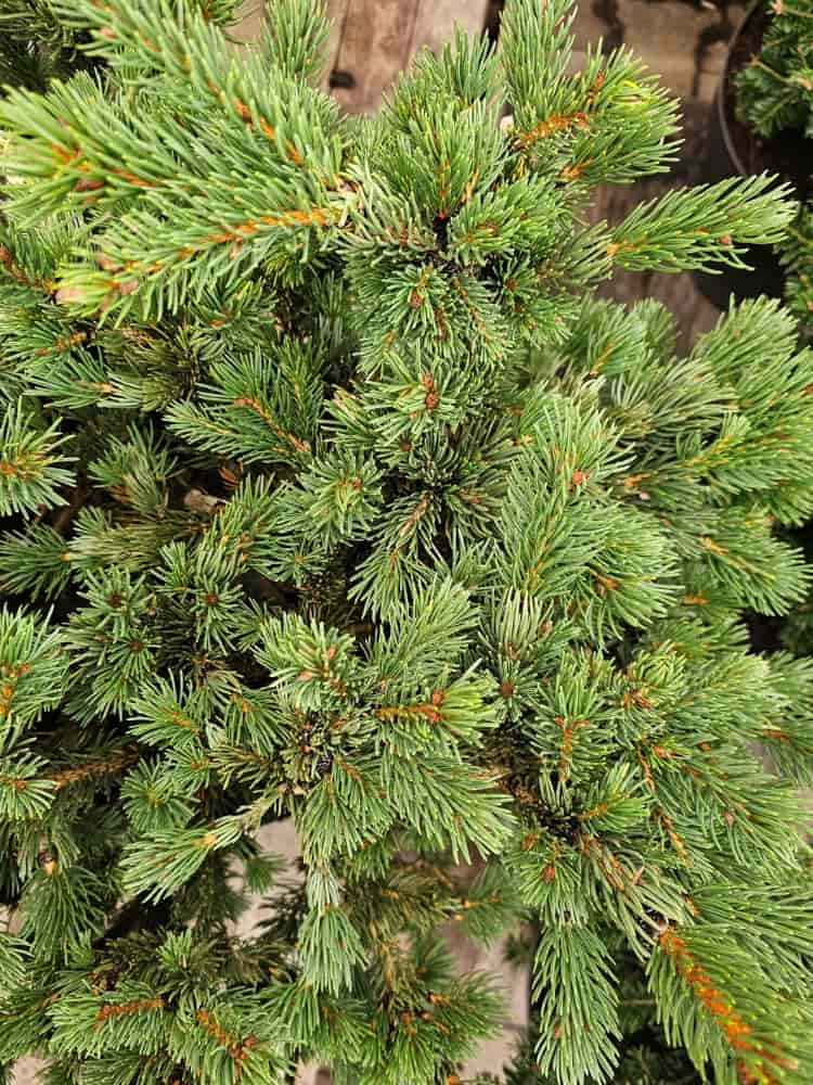 Picea pungens 'Lucky Strike', Zapfenfichte 'Lucky Strike' im Onlineshop der Bohlken Baumschulen