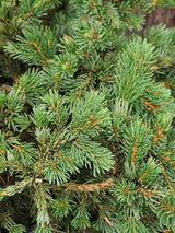 Picea pungens 'Lucky Strike', Zapfenfichte 'Lucky Strike' im Onlineshop der Bohlken Baumschulen