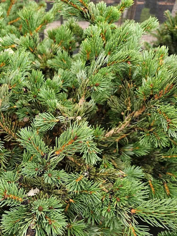 Picea pungens 'Lucky Strike', Zapfenfichte 'Lucky Strike' im Onlineshop der Bohlken Baumschulen