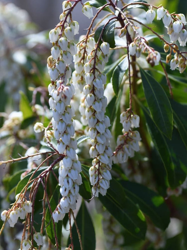 Pieris japonica 'Brouwers Beauty', Schattenglöckchen 'Brouwers Beauty' im Onlineshop der Bohlken Baumschulen