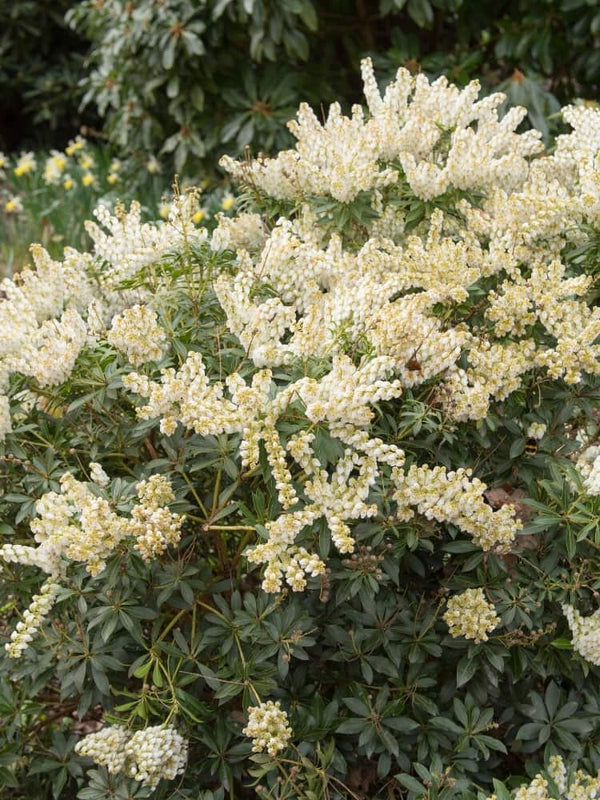 Pieris japonica 'Debutante', Schattenglöckchen 'Debutante' im Onlineshop der Bohlken Baumschulen