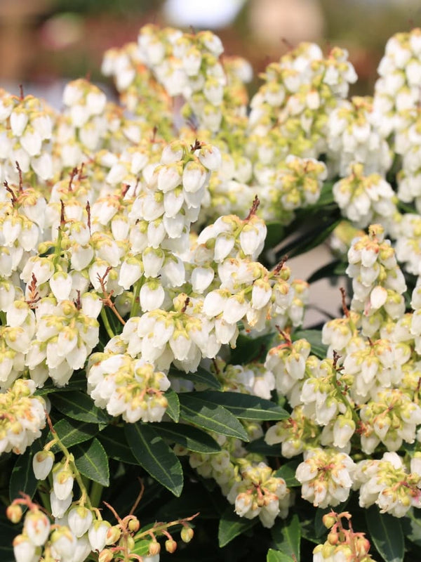 Pieris japonica 'Debutante', Schattenglöckchen 'Debutante' im Onlineshop der Bohlken Baumschulen