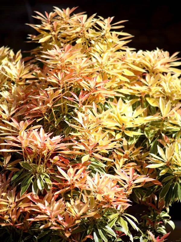 Pieris japonica 'Forest Flame', Schattenglöckchen 'Forest Flame' im Onlineshop der Bohlken Baumschulen