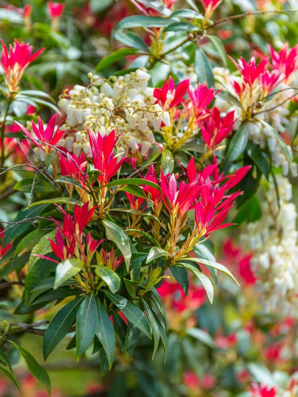 Pieris japonica 'Forest Flame', Schattenglöckchen 'Forest Flame' im Onlineshop der Bohlken Baumschulen