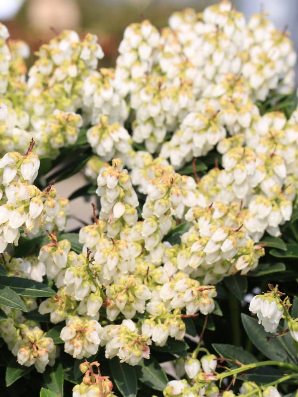 Artikelbild Schattenglöckchen Pieris japonica 'Prelude' im Online-Shop der Bohlken Baumschulen