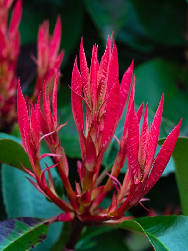 Pieris japonica 'Red Mill', Schattenglöckchen 'Red Mill' im Onlineshop der Bohlken Baumschulen