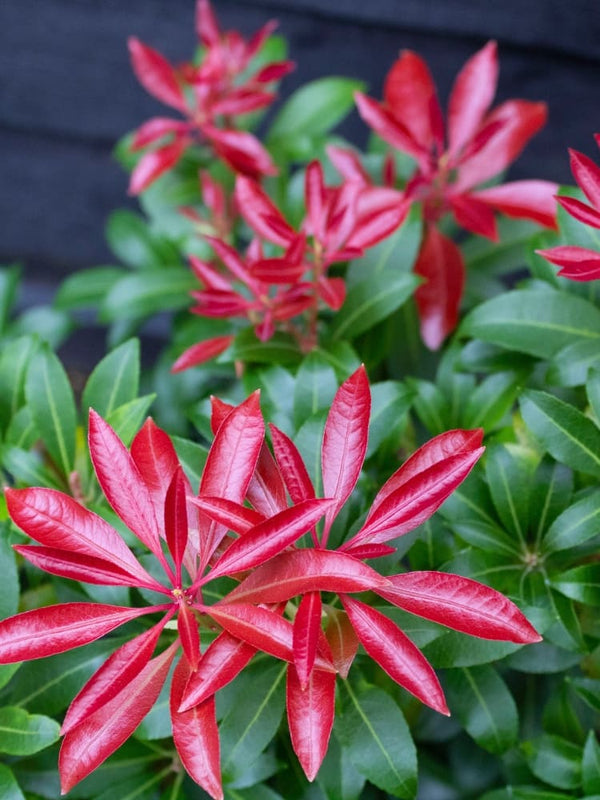 Pieris japonica 'Red Mill', Schattenglöckchen 'Red Mill' im Onlineshop der Bohlken Baumschulen