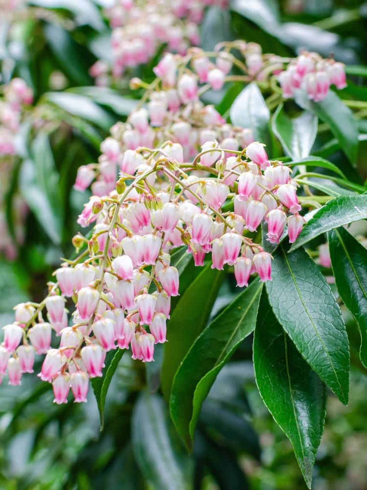 Pieris japonica 'Rosalinda', Schattenglöckchen 'Rosalinda' im Onlineshop der Bohlken Baumschulen