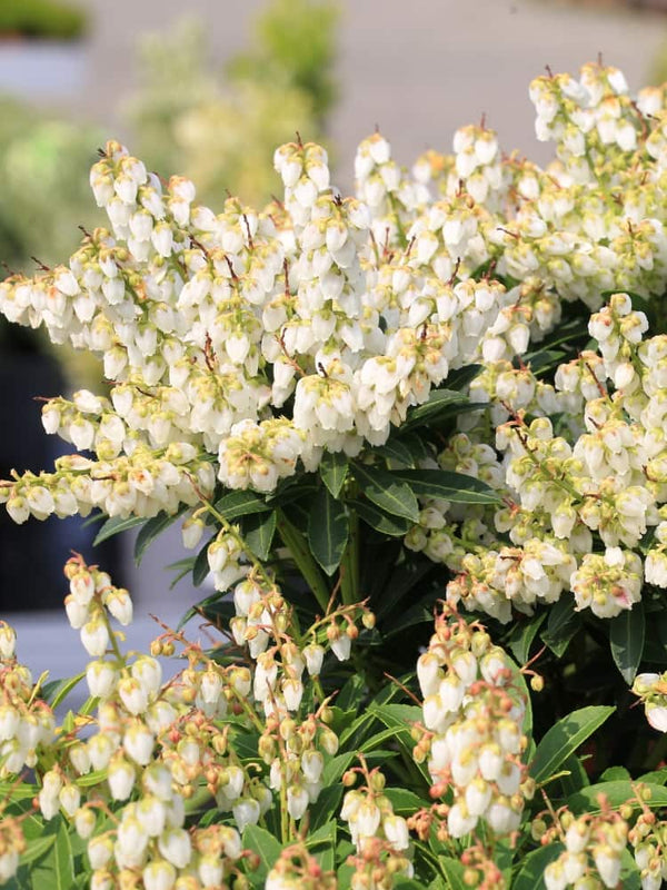 Artikelbild Schattenglöckchen Pieris japonica 'Sarabande' im Online-Shop der Bohlken Baumschulen