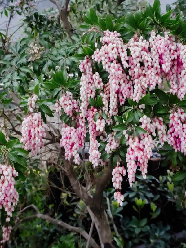 Pieris japonica 'Valley Rose', Schattenglöckchen 'Valley Rose' im Onlineshop der Bohlken Baumschulen