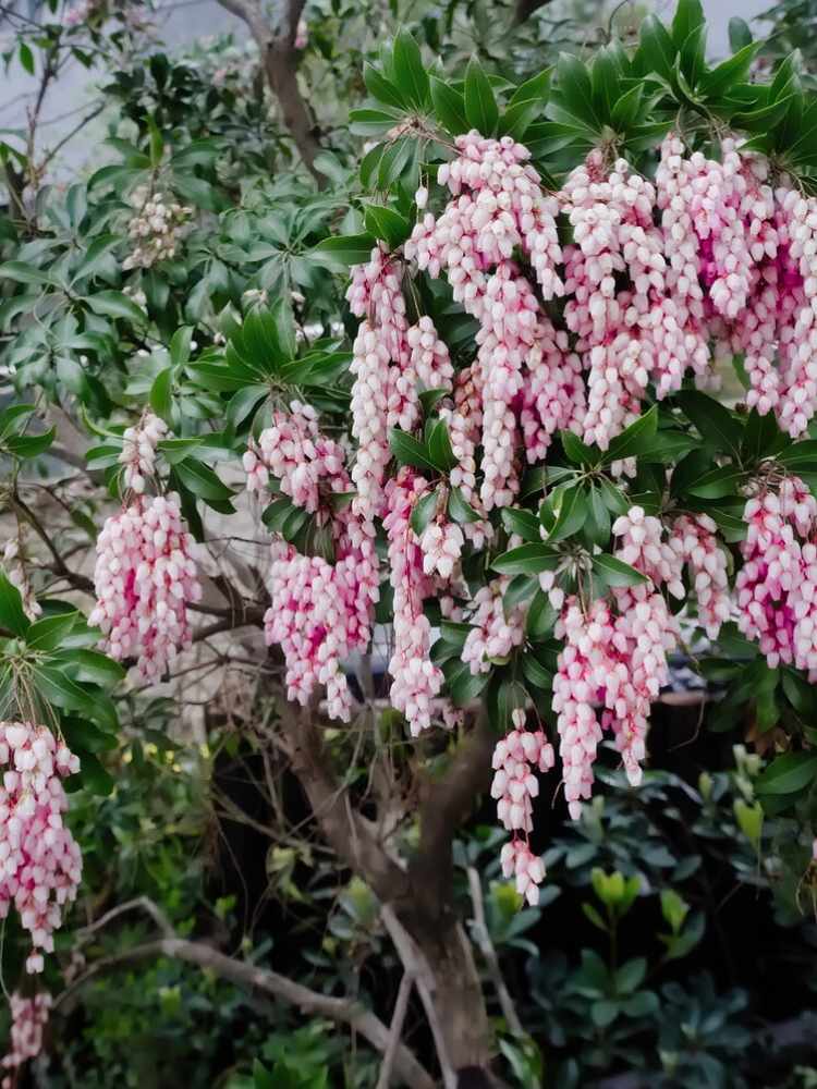 Pieris japonica 'Valley Rose', Schattenglöckchen 'Valley Rose' im Onlineshop der Bohlken Baumschulen