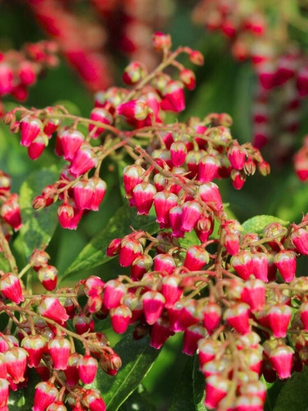 Pieris japonica 'Valley Valentine', Schattenglöckchen 'Valley Valentine' im Onlineshop der Bohlken Baumschulen