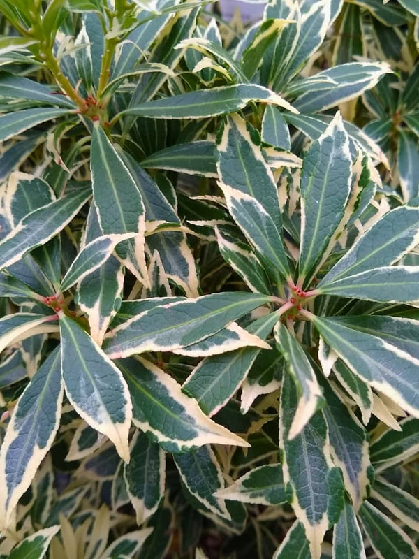 Pieris japonica 'Variegata', Schattenglöckchen 'Variegata' im Onlineshop der Bohlken Baumschulen