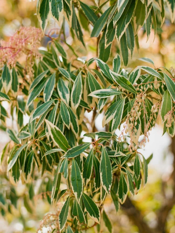 Pieris japonica 'Variegata', Schattenglöckchen 'Variegata' im Onlineshop der Bohlken Baumschulen