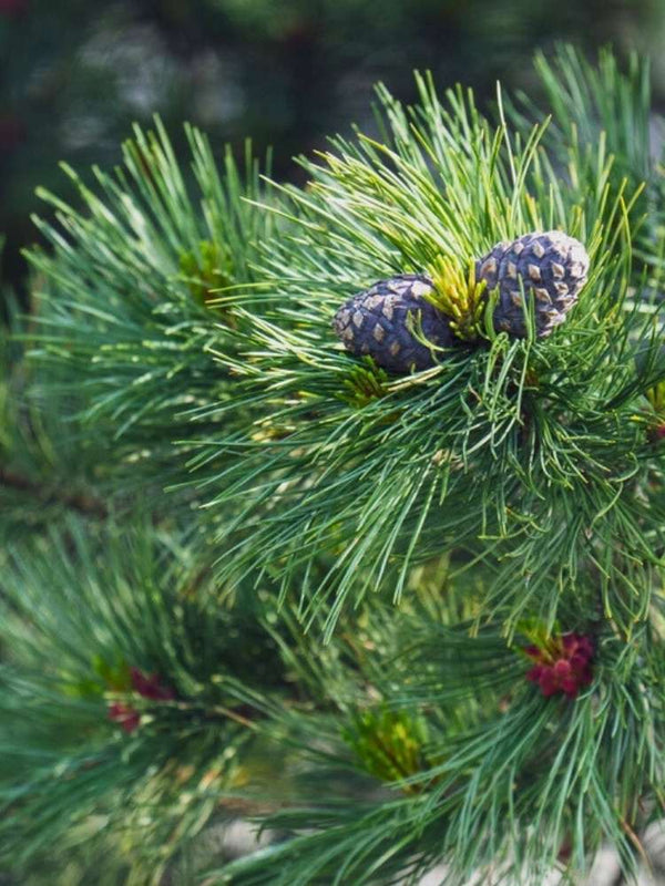 Pinus cembra 'Nana', Zwerg-Zirbelkiefer 'Nana' im Onlineshop der Bohlken Baumschulen