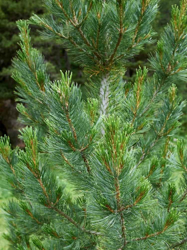 Pinus cembra 'Westerstede', Zirbelkiefer 'Westerstede' im Onlineshop der Bohlken Baumschulen